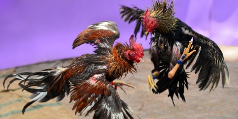 nohu78 com nổ hũ tiếng anh là gì