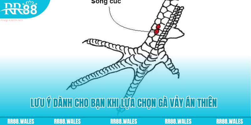 nohu78 com how to play roulette at casino