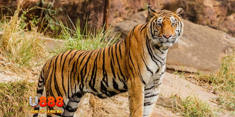 nohu78 com ban ca vip online