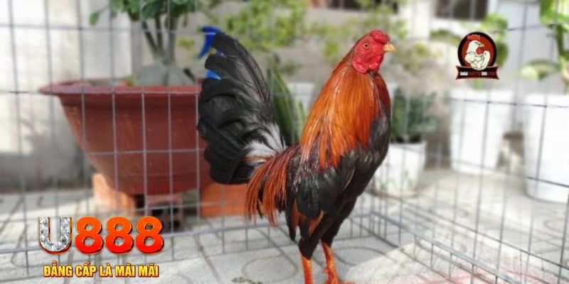 nohu78 com tải nổ hũ trên máy tính